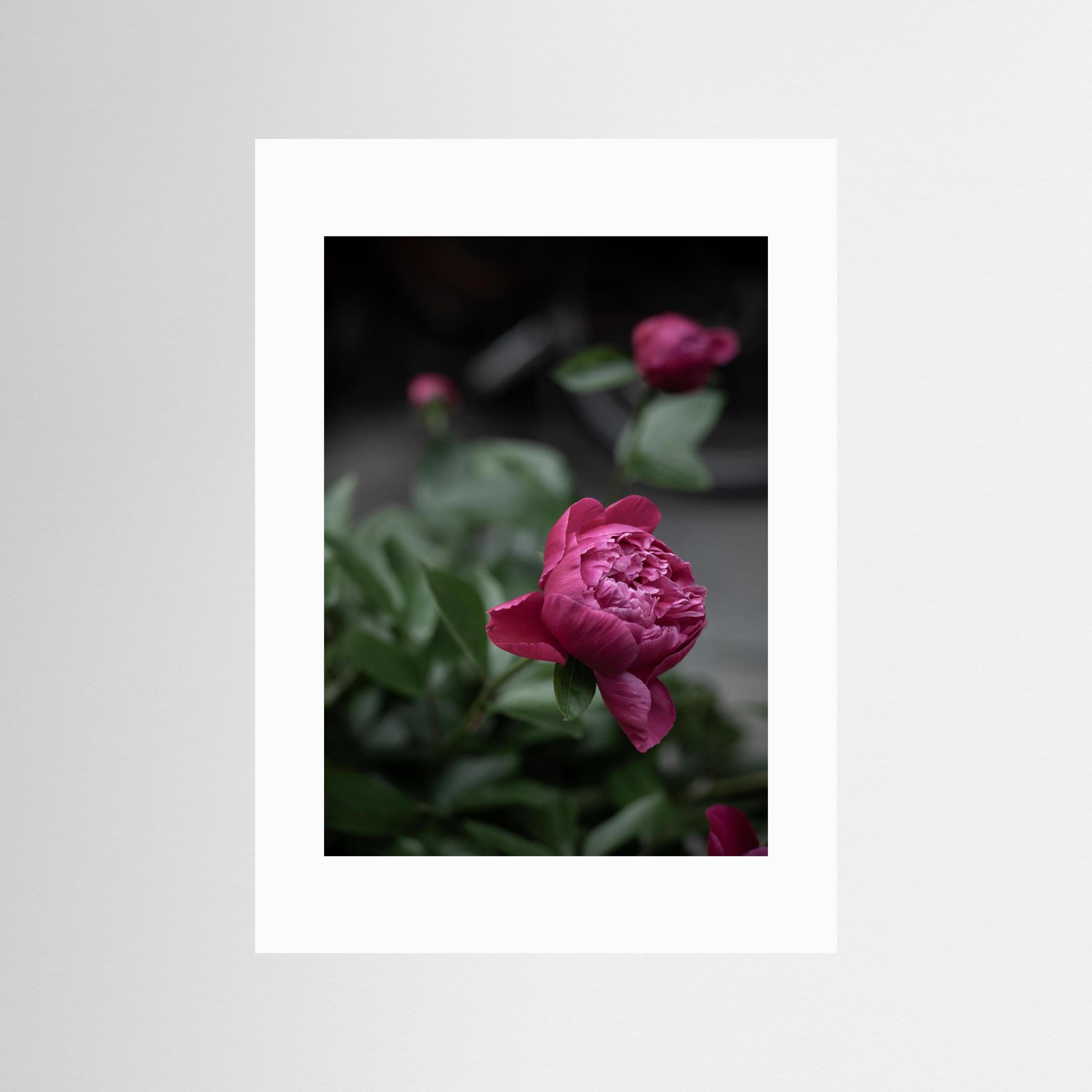 Continue to be - Pink, Fine Art Photography Paper Print