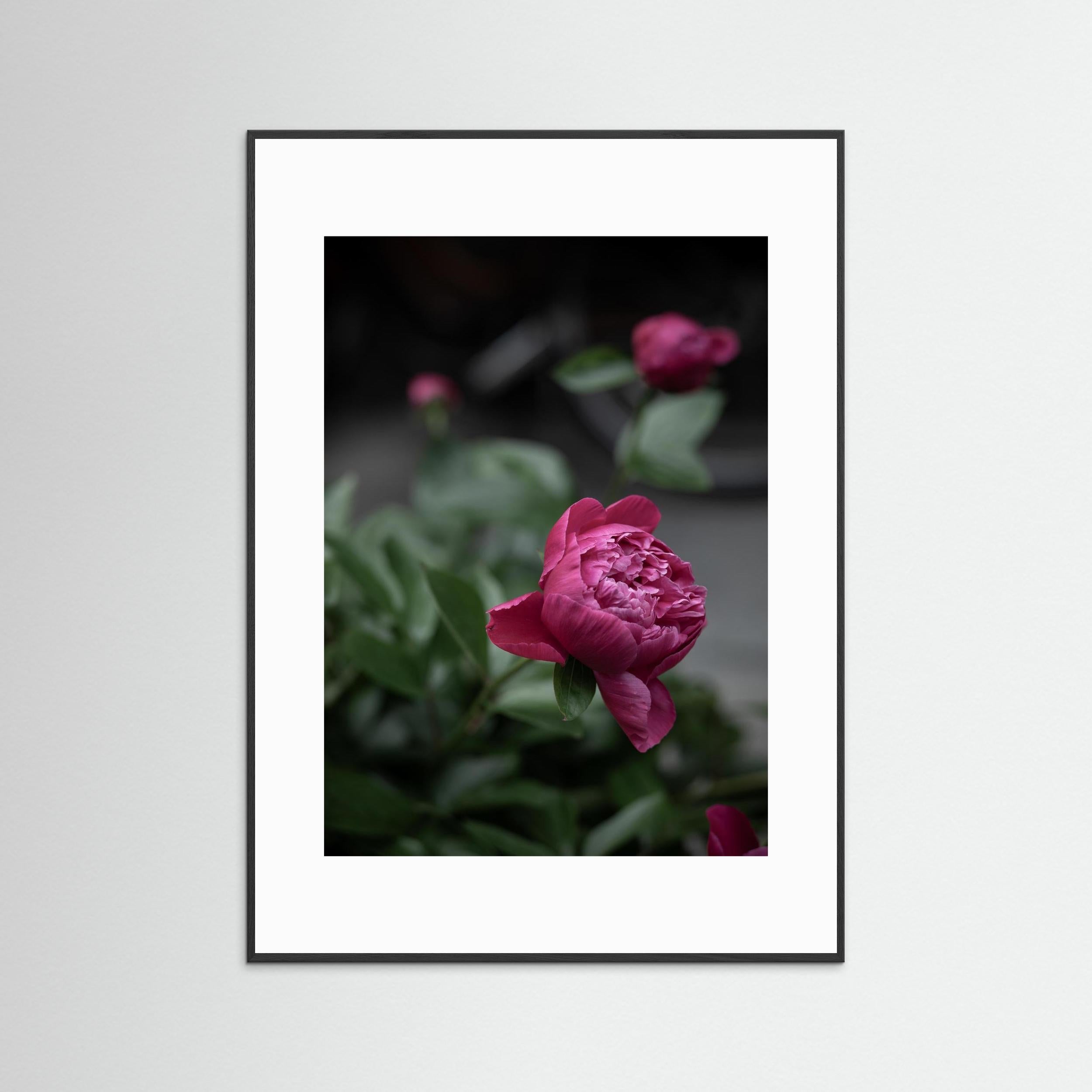 Continue to be - Pink, Fine Art Photography Paper Print