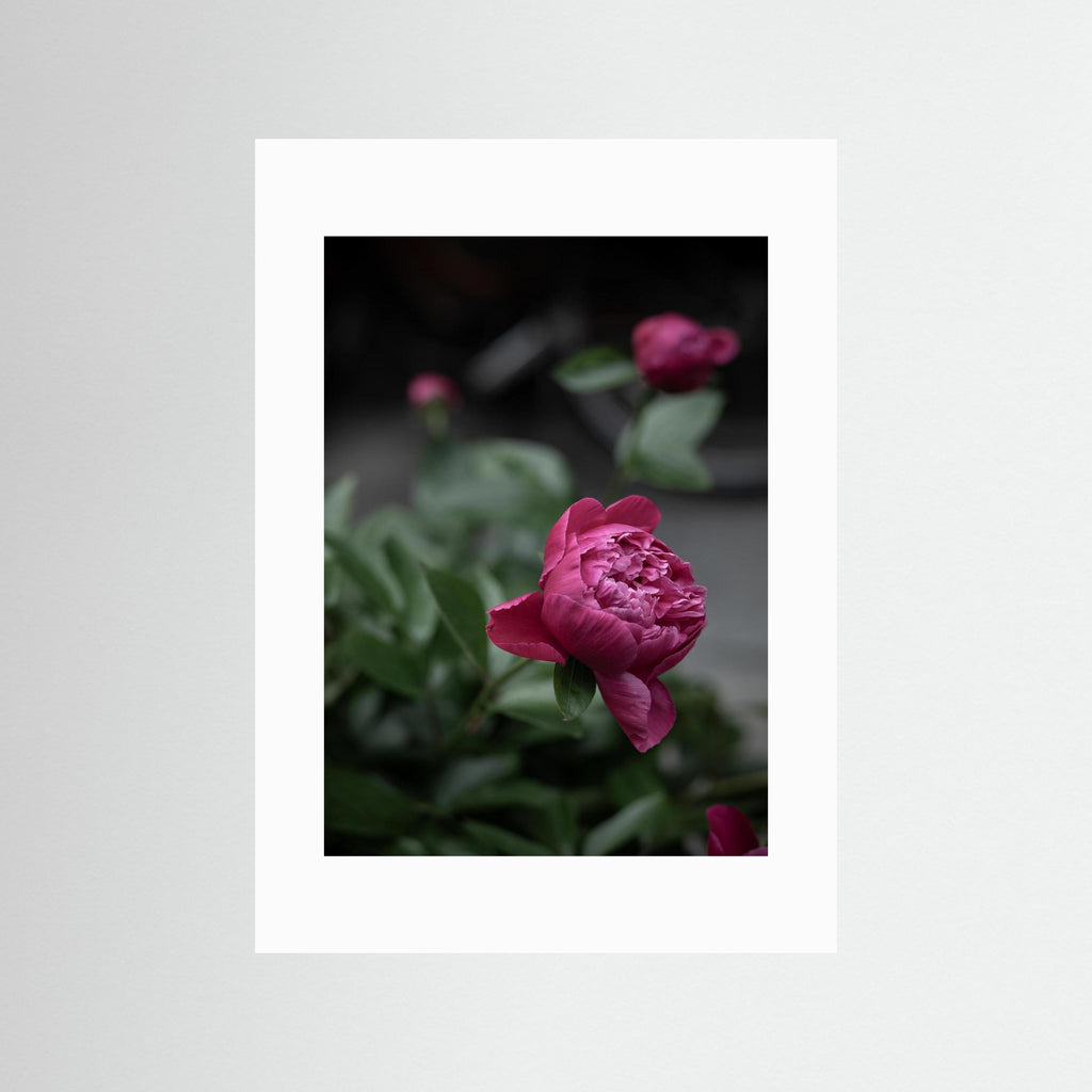 Continue to be - Pink, Fine Art Photography Paper Print
