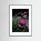 Continue to be - Pink, Fine Art Photography Paper Print